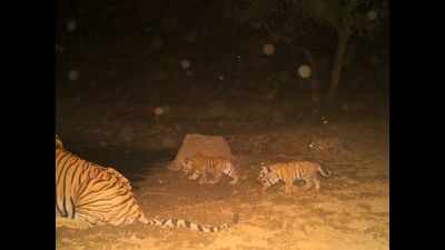 Rajasthan: Tigress ST-12 gives birth to triplets once again at Sariska