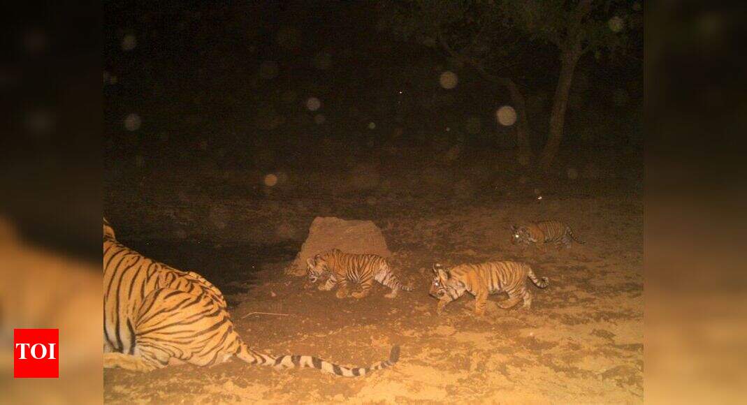 Tigress gives birth to triplets in Sariska