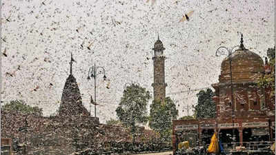 Swarm of locust headed towards Delhi?