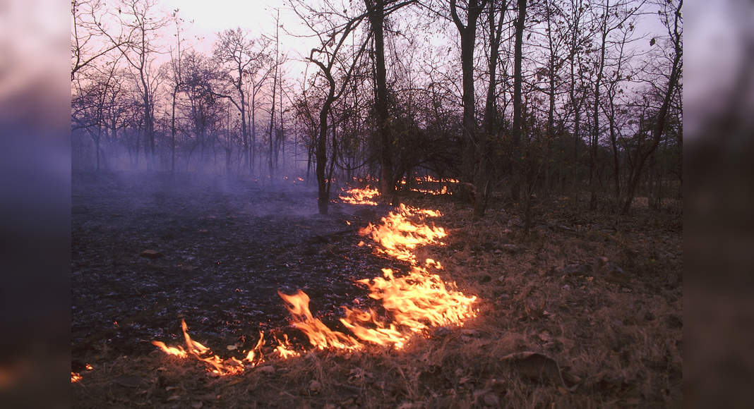 Uttarakhand Forest Fire: Uttarakhand Burns As Forest Fires Rage On ...