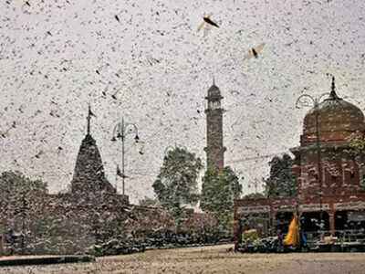 Unwelcomed winged visitors infest Jaipur