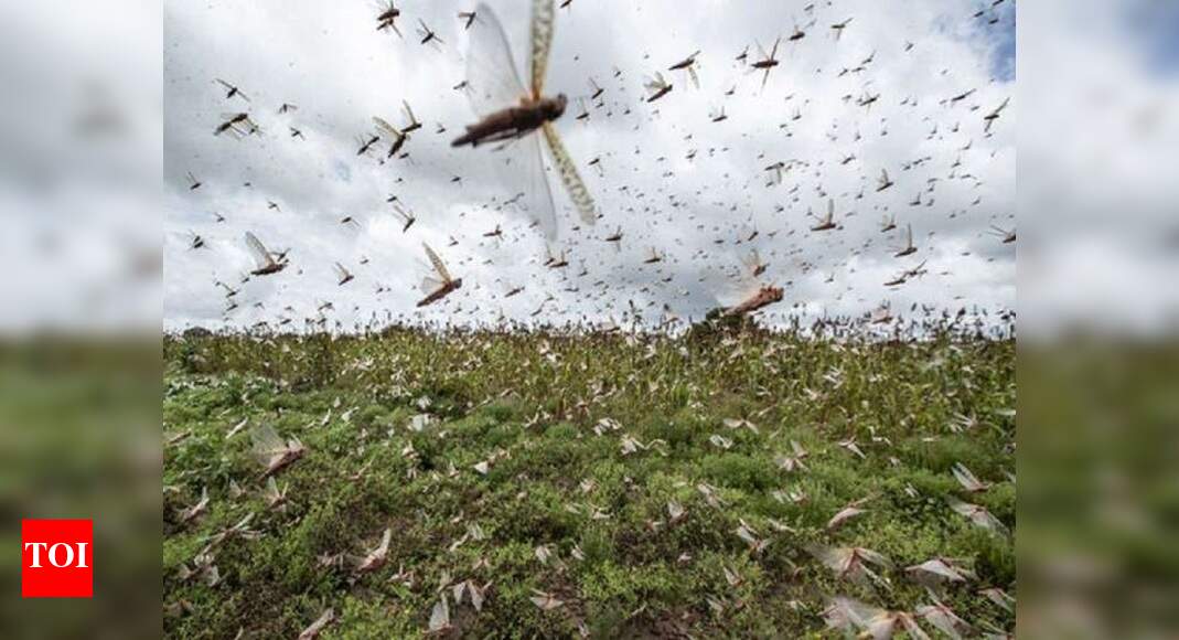 In a first, drone used to clear locust swarms