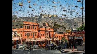 Government allays fears of locust attack in Tamil Nadu