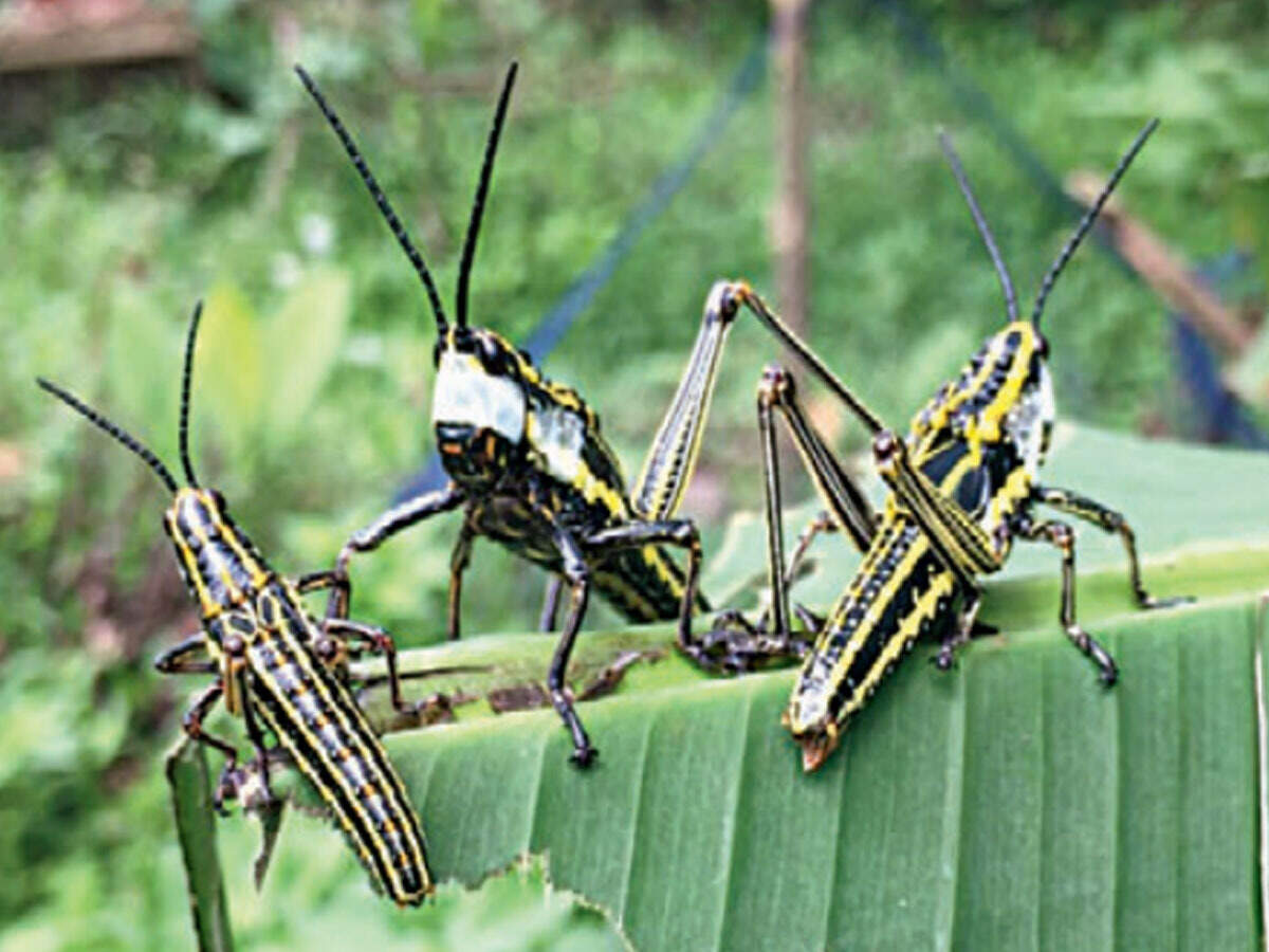Kerala Hopper Bands Found In Wayanad Aren T Locusts Pesticides Not Needed Says Experts Kozhikode News Times Of India