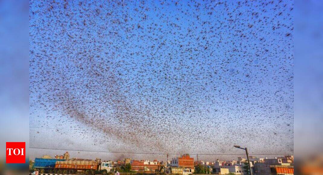 India to deploy 60 specialised sprayers from UK to control locust ...