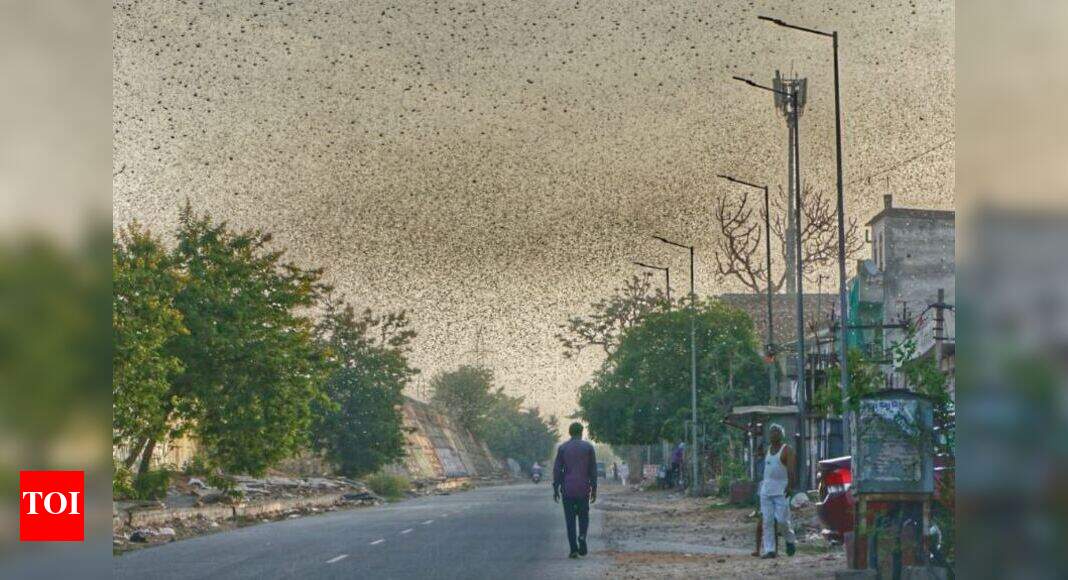 Locust attack Rajasthan: About 90,000 hectares hit in 20 Rajasthan ...