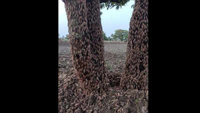 Maharashtra: Locust swarms head towards Gondia, authorities alerted