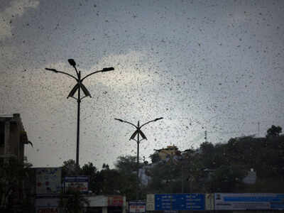 Locusts swarming over city and near by area in Ajmer, Rajasthan. (AP photo)