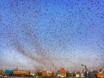 States step up efforts to tackle locust attack: All you need to know