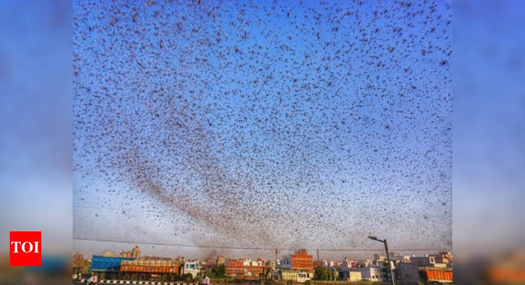 States step us efforts to tackle locust attack