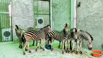 At SOU Jungle Safari Park, exotic animals & birds have AC enclosures | Vadodara News - Times of India At SOU Jungle Safari Park, exotic animals & birds have AC enclosures | Vadodara News - Times of India