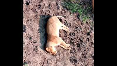 Two lion carcasses found in Gir forest near Amreli