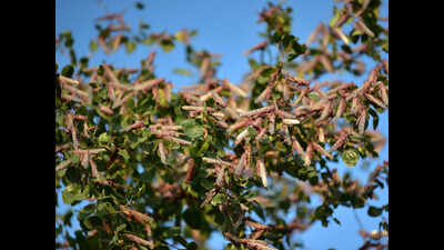 Bihar agriculture department braces for locust attack