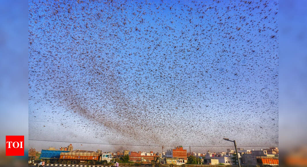 Several Indian states reeling from locusts attack