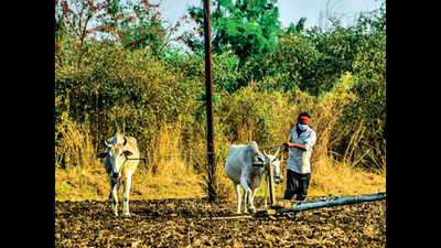 Gujarat: Focus on agriculture, MSME, unorganized sectors