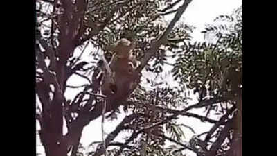 UP: Monkey snatches blood samples of Covid-19 patients being taken to lab for testing in Meerut, video goes viral