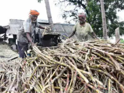 Cane arrear reaches Rs 17,134 crore so far in 2019-20 season: Centre