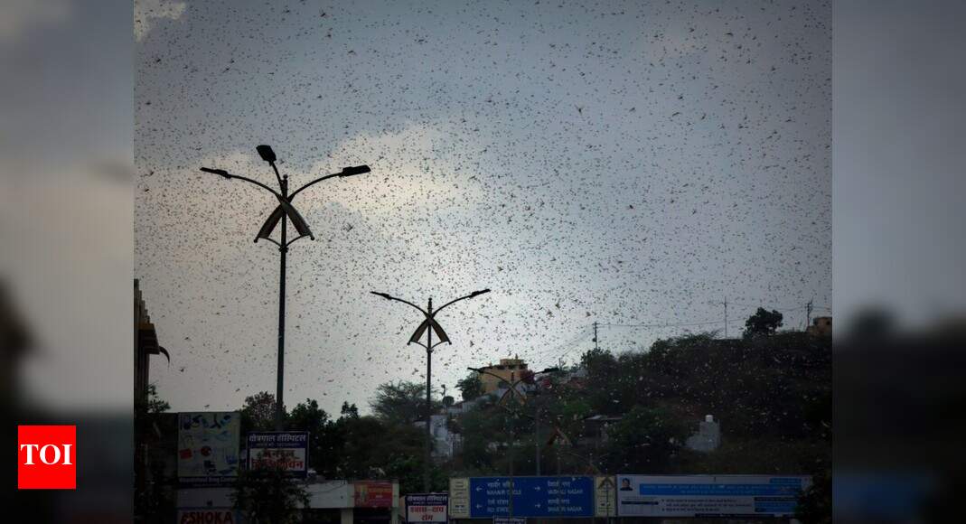 Locust attack in India: DGCA issues circular on locust impact on flying ...