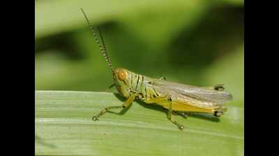 Huge grasshopper triggers locust scare in Ooty