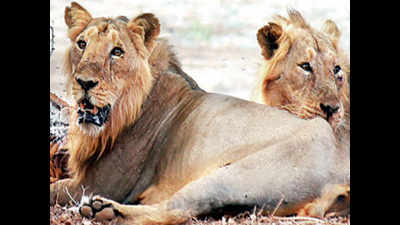 Gujarat: Central team in Gir to examine lion deaths