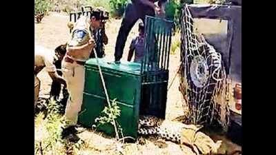 Activists seek details of leopard’s botched rescue from officials ...