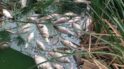Hundreds of dead fish float in Bengaluru’s Kommaghatta lake