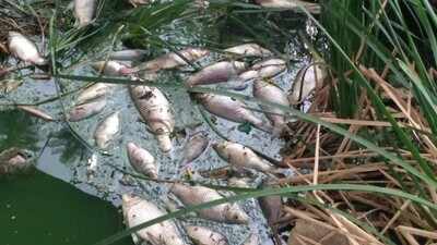 Hundreds of dead fish float in Bengaluru’s Kommaghatta lake