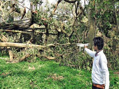 An official releases a drone near the damaged roots of the Great Banyan