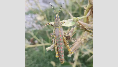 Grasshoppers scare TN farmers fed on news about locusts