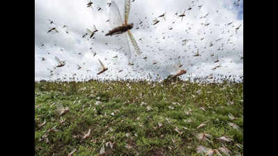 Locust attack? Noida, Ghaziabad say ready