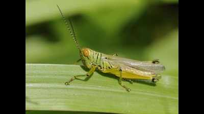 Grasshoppers seen in Tamil Nadu, not locusts, says agriculture department