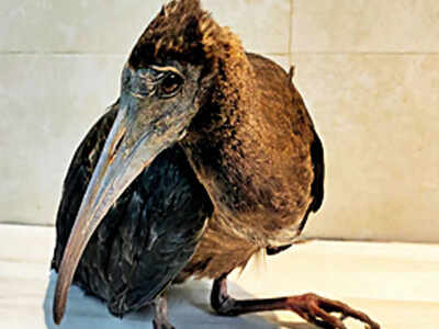 The glossy Ibis