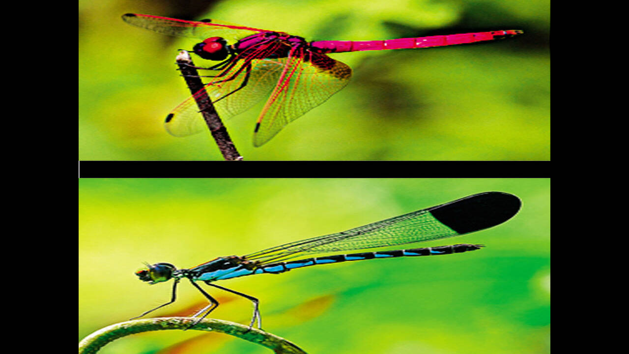 Rare Dragonflies