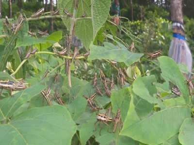 Locusts found in Shirlalu village of Dakshina Kannada district