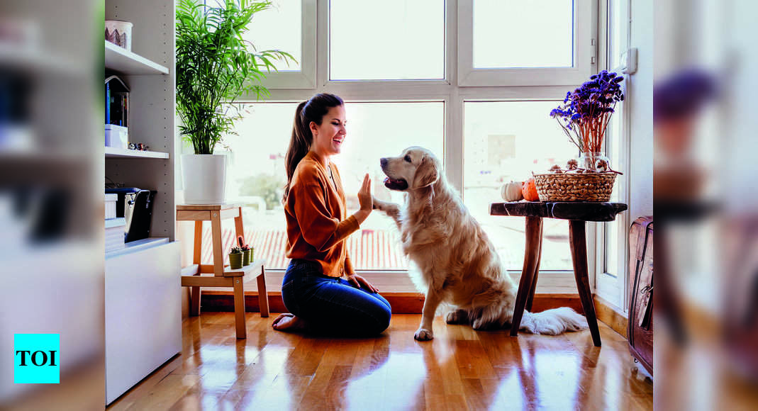 Lockdown tricks to train your pet