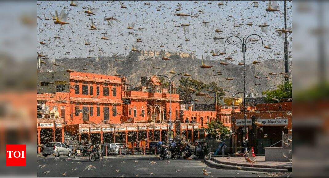 Drones, drums and DJs: How India is fighting worst locust attack
