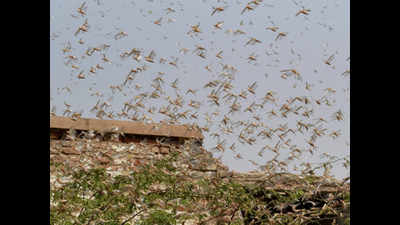 Around a dozen UP districts put on 'locust' alert