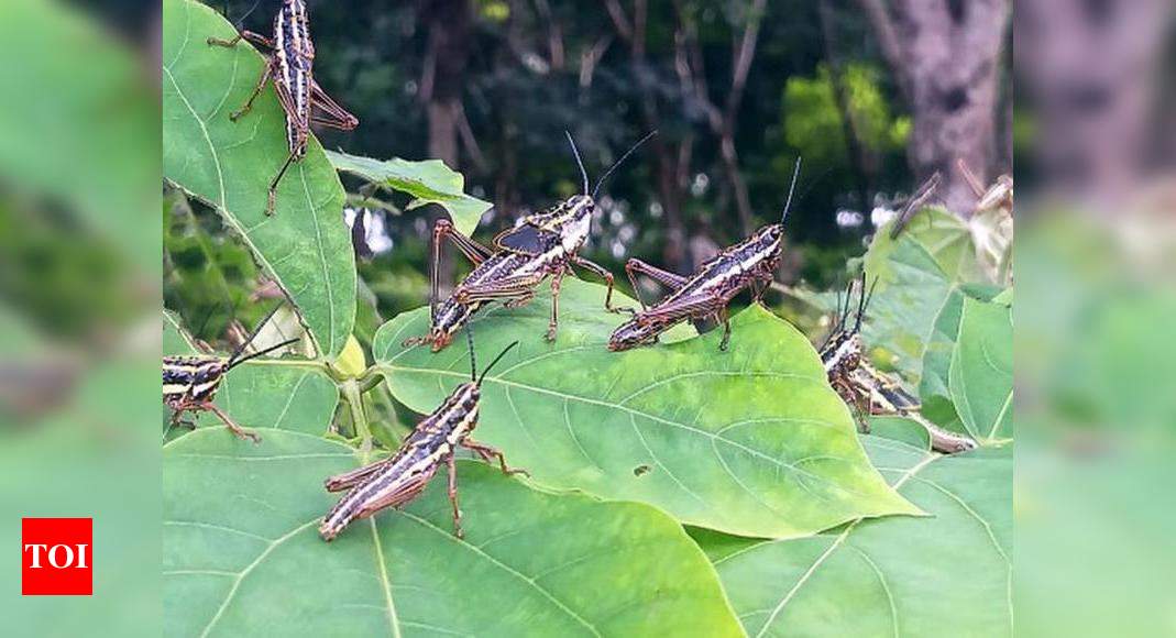 locusts-in-their-fields-trigger-panic-among-dakshina-kannada-farmers