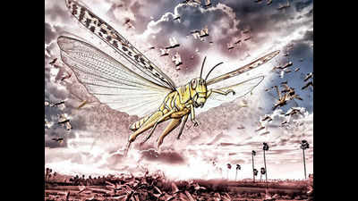 Locust attack: 350 years ago they swarmed in and left Madurai barren