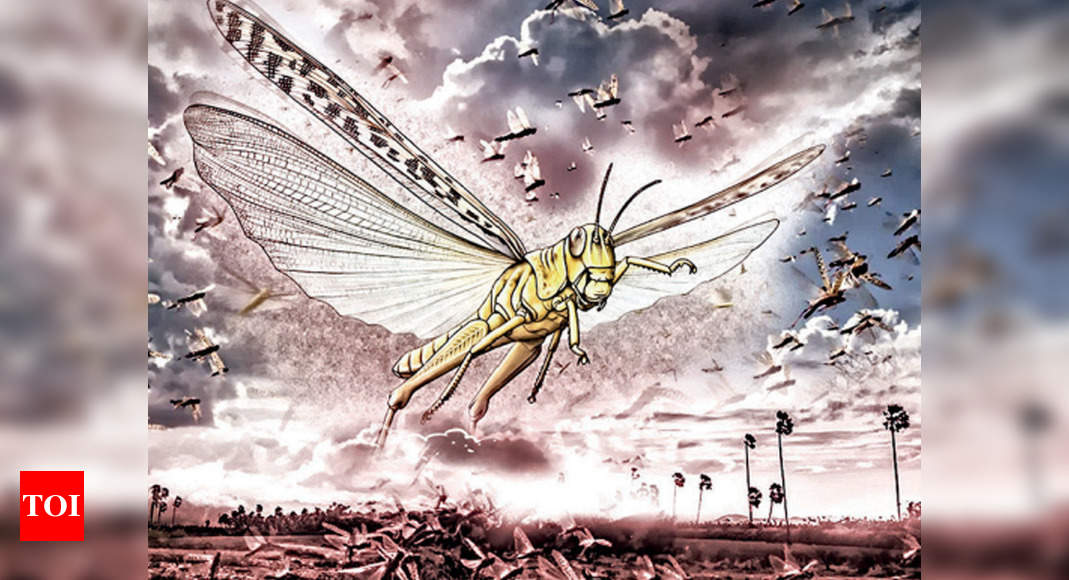 Locust attack: 350 years ago they swarmed in and left Madurai barren ...