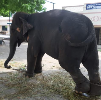 Thiruparankundram temple elephant that killed its mahout shifted to rehabilitation centre near Trichy