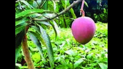 Bihar: Over 23,000 kg Jardalu mangoes booked online
