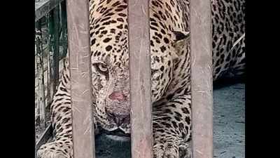 Karnataka: Foresters catch 12 leopards in 17 days; killer big cat elusive