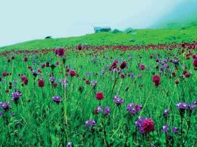 Valley of Flowers to not open as per schedule on June 1 due to Covid-19 threat