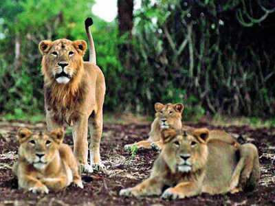 IUCN clubs Indian lions with two African lion groups | Ahmedabad News