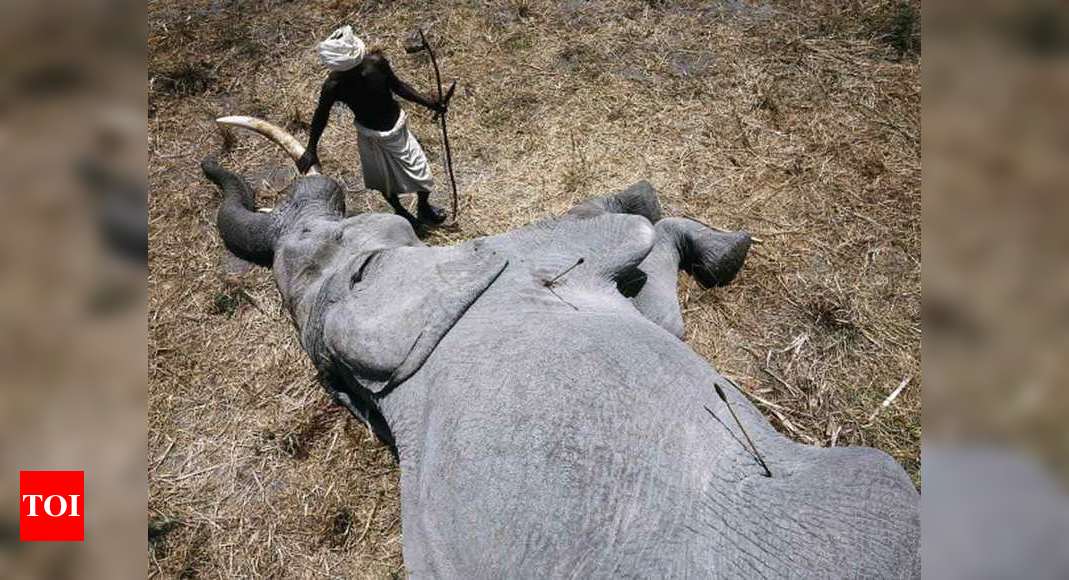 Elephants Killed in Ethiopia: 6 elephants killed by poachers in single