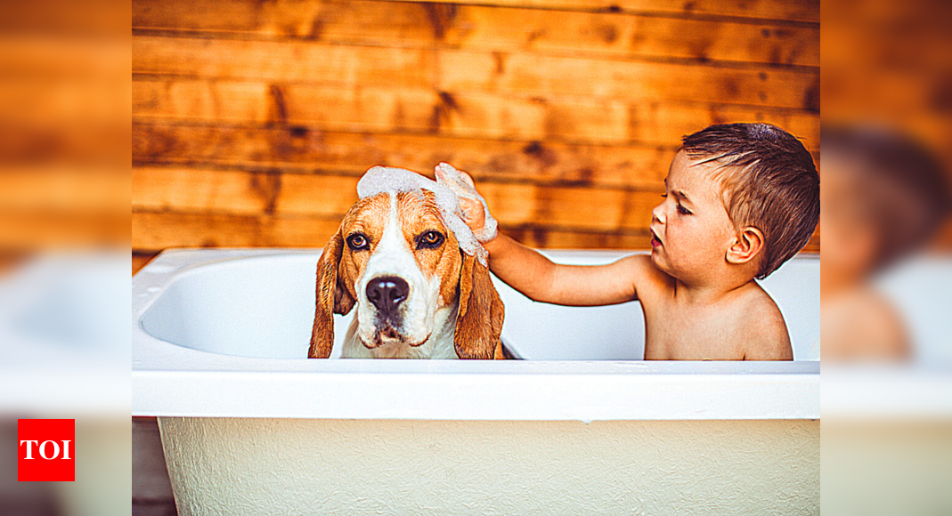Are you struggling to keep your pet dog cool in this hot weather? Here's what you need to do