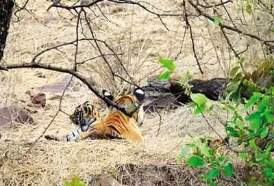Tigress MT-2 with her cub at Mukundra Hills Tiger Reserve