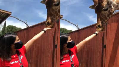 Sunny Leone visits wildlife learning center amid COVID-19 pandemic in Los Angeles, feeds giraffe
