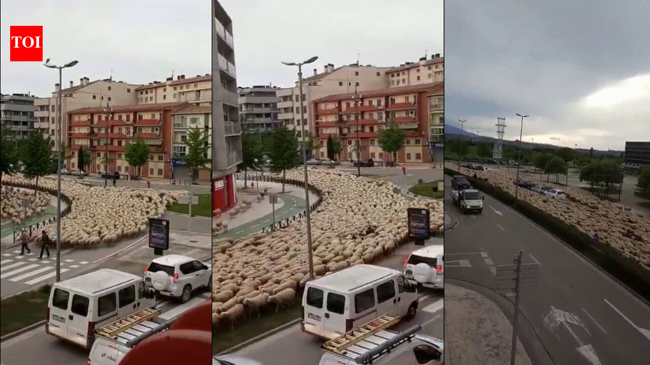 When a flock of sheep took over the road